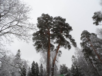 Фото 2 к комментарию от пользователя NSuhareva, 14.12.2020