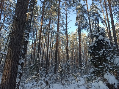 Фото 2 к комментарию от пользователя Андрей Тихомиров, 21.01.2021