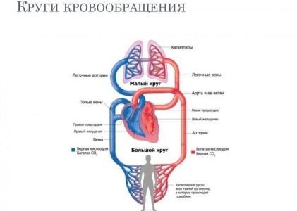 Сердечно-сосудистая система, фото 1